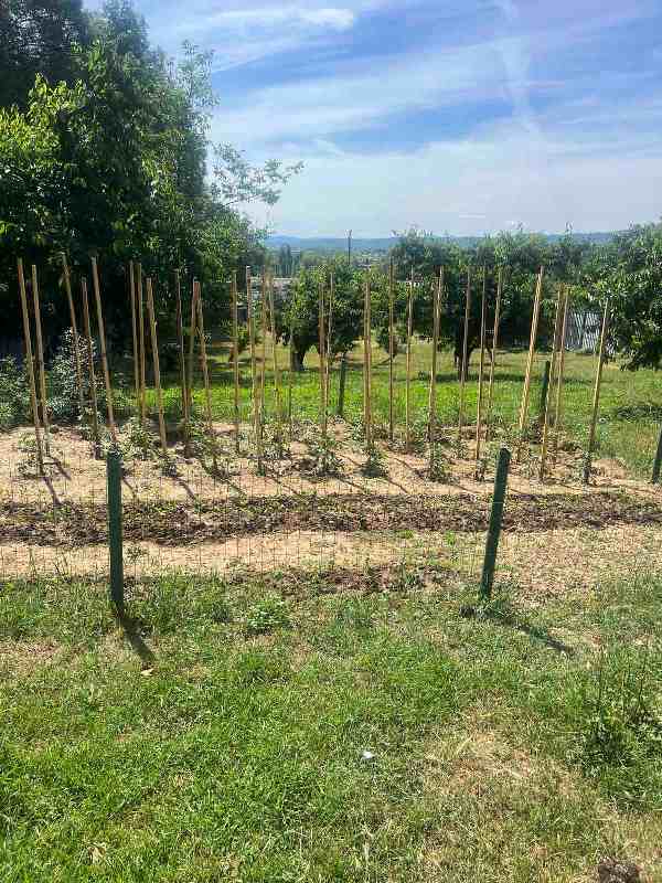 gradina-19