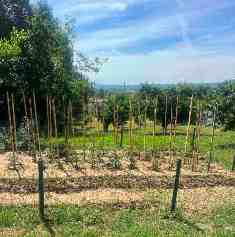 gradina 19