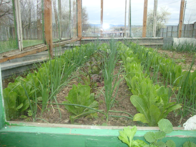 oranjeria 2013 2